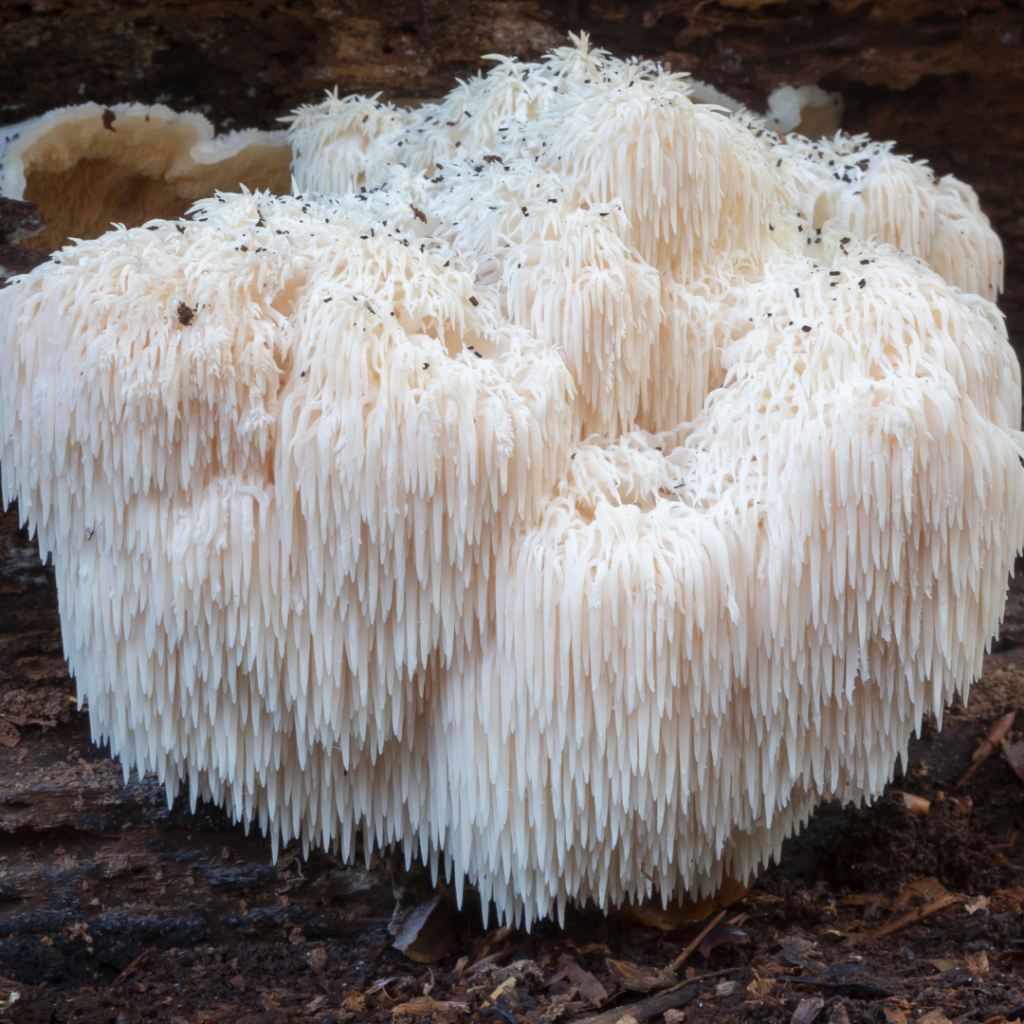 lions mane